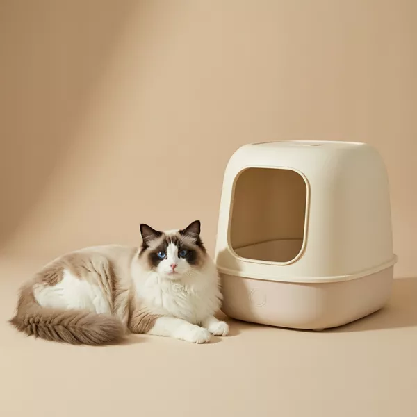 Ragdoll